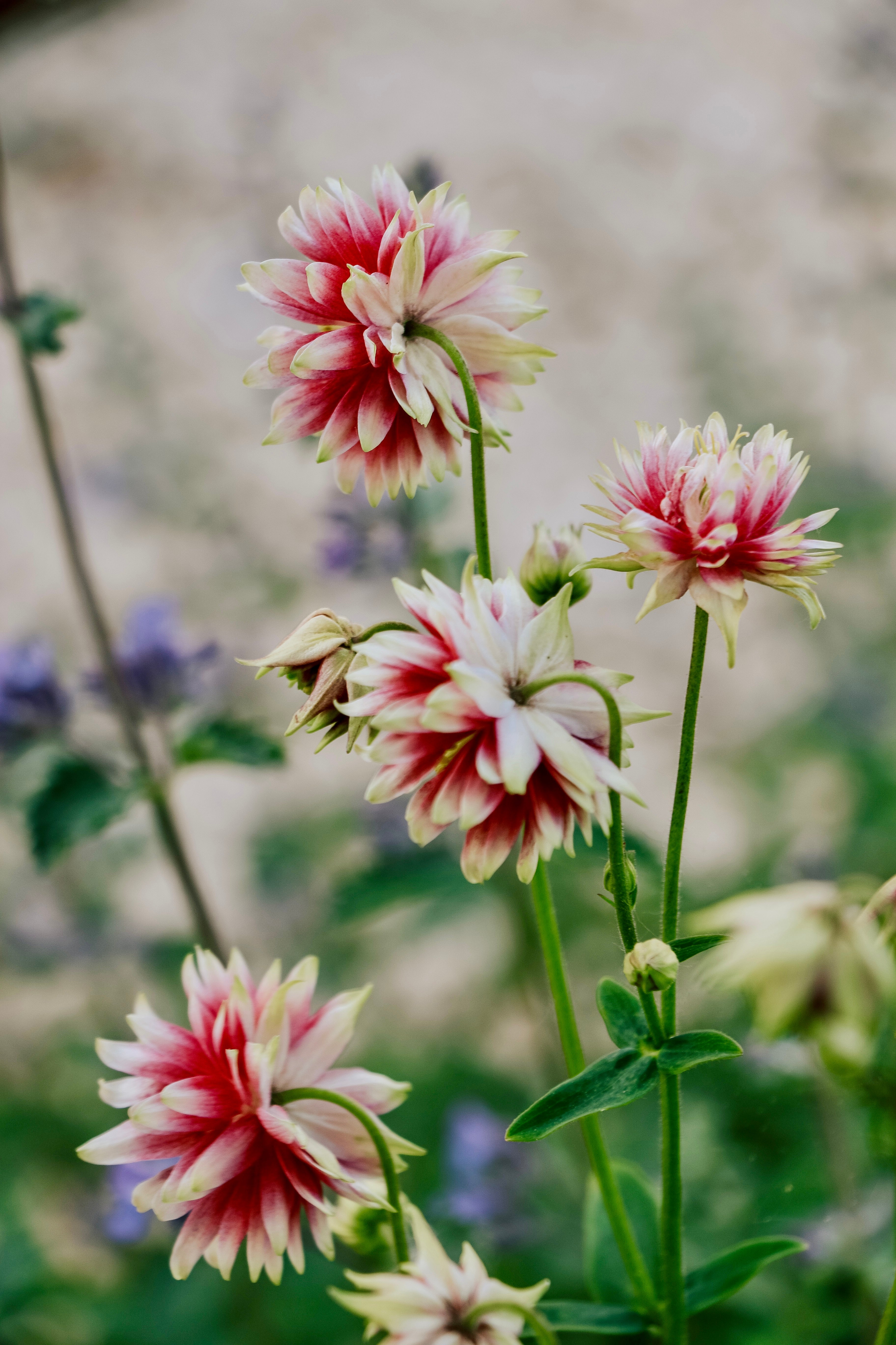 Aquilegia vulgaris &