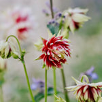 Aquilegia vulgaris 'nora barlow'-Angelo