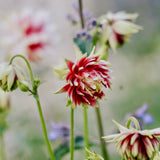 Aquilegia vulgaris 'nora barlow'-Angelo
