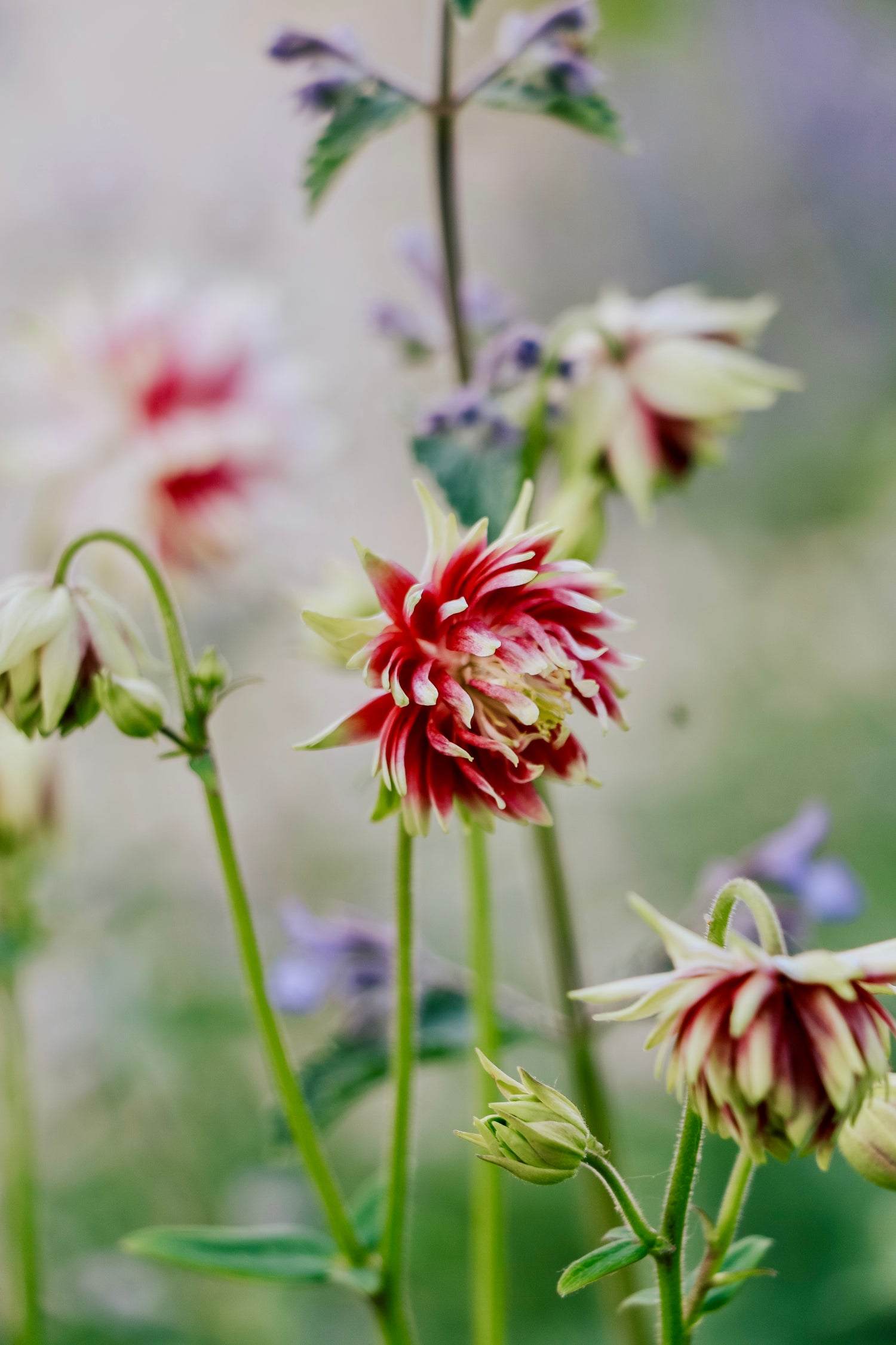 Aquilegia vulgaris &