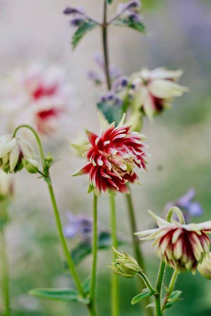 Aquilegia vulgaris &