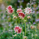 Aquilegia vulgaris 'nora barlow'-Angelo