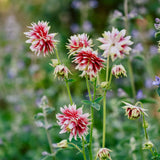 Aquilegia vulgaris 'nora barlow'-Angelo
