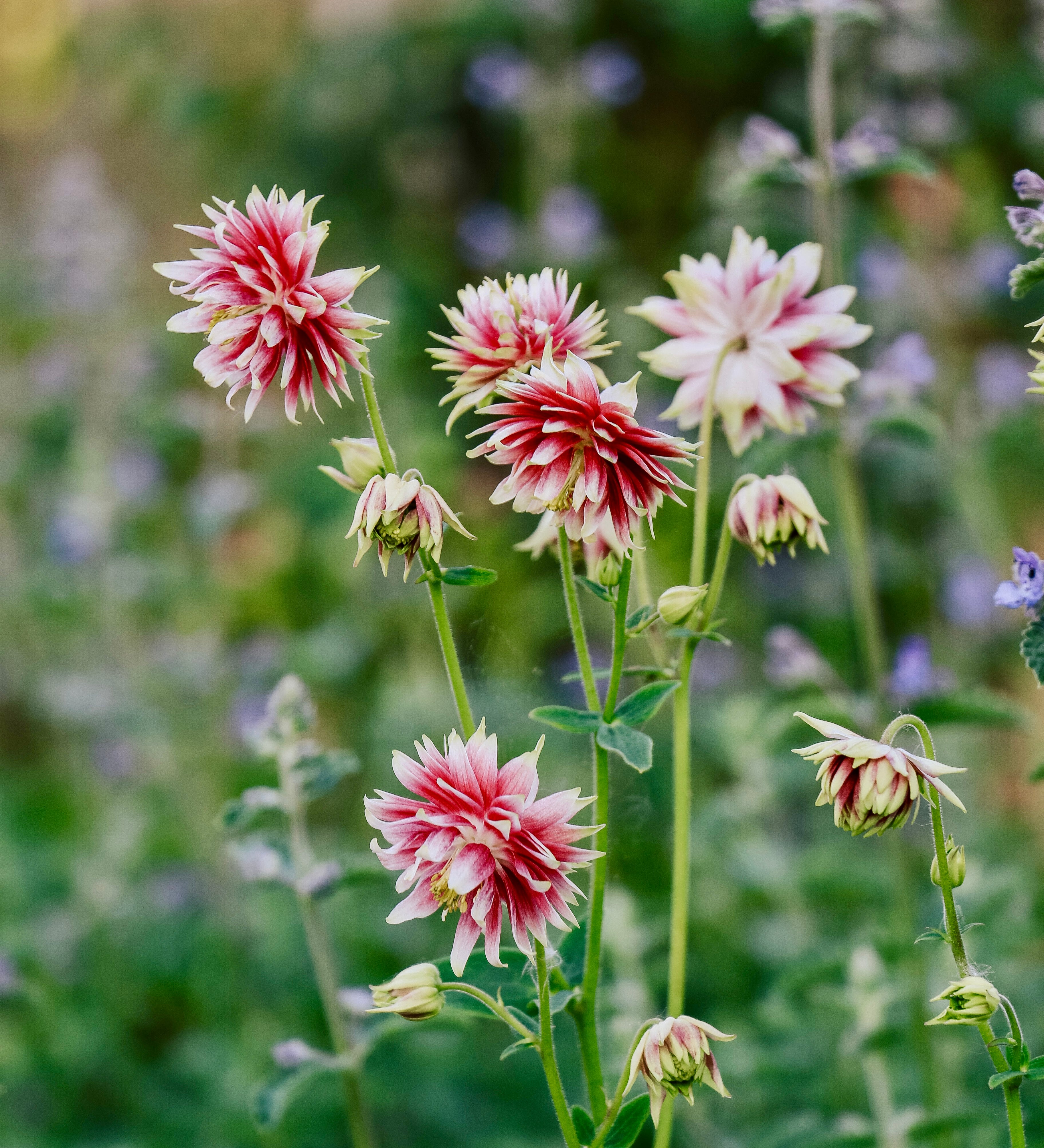 Aquilegia vulgaris 'nora barlow'-Angelo