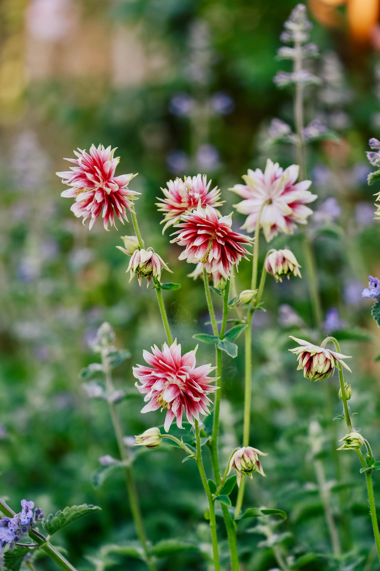 Aquilegia vulgaris &