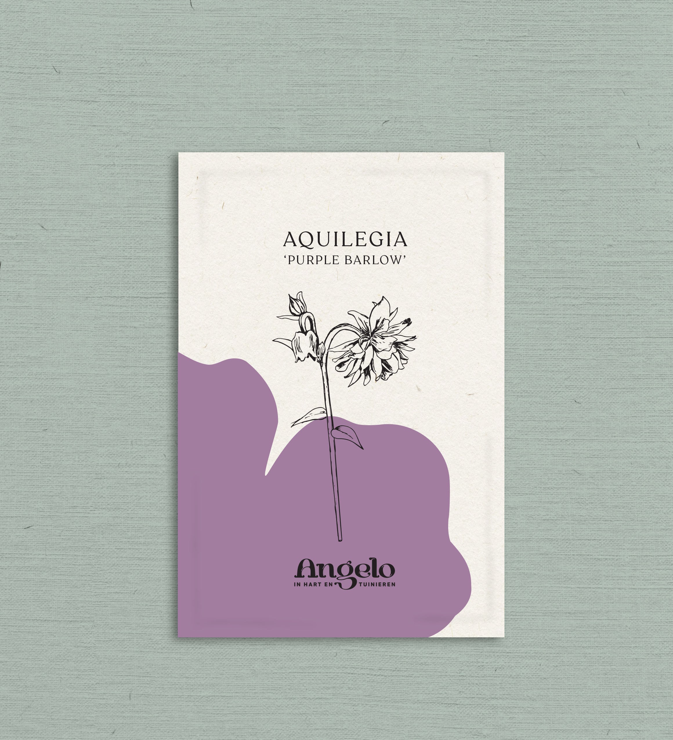 Aquilegia vulgaris 'purple barlow'-Angelo