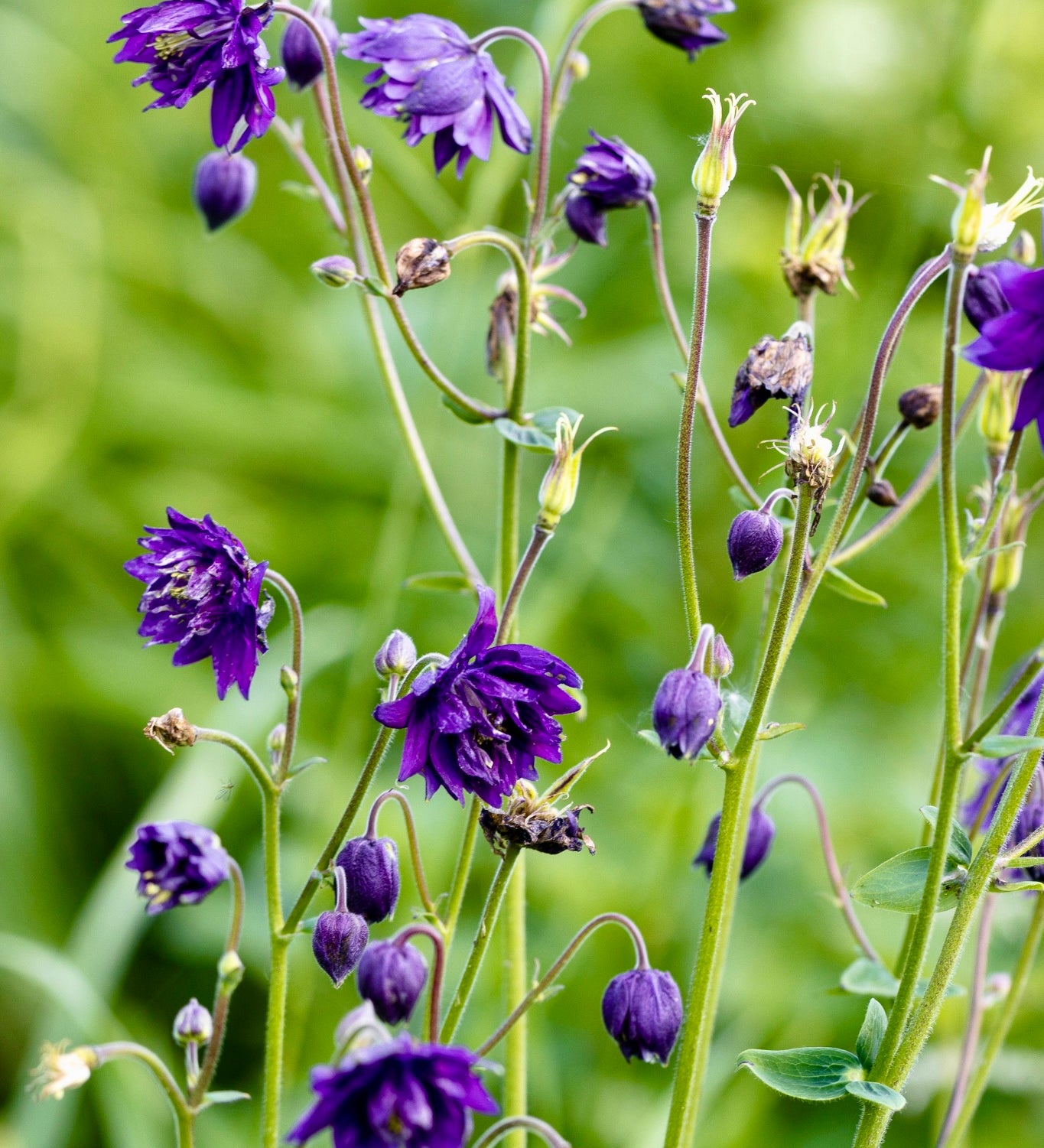 Aquilegia vulgaris 'purple barlow'-Angelo