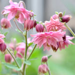 Aquilegia vulgaris 'Rose Barlow'-Angelo