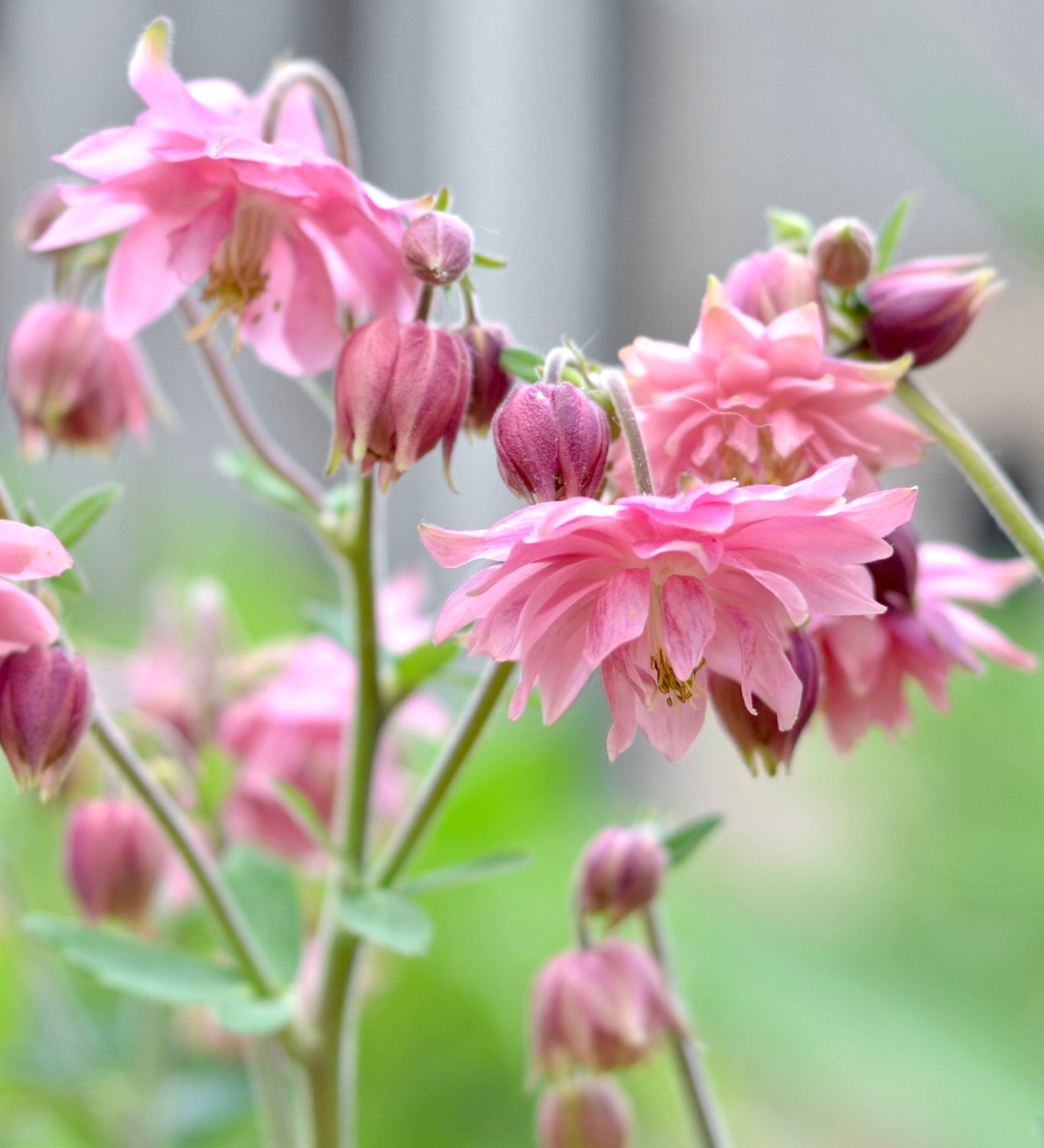 Aquilegia vulgaris 'Rose Barlow'-Angelo