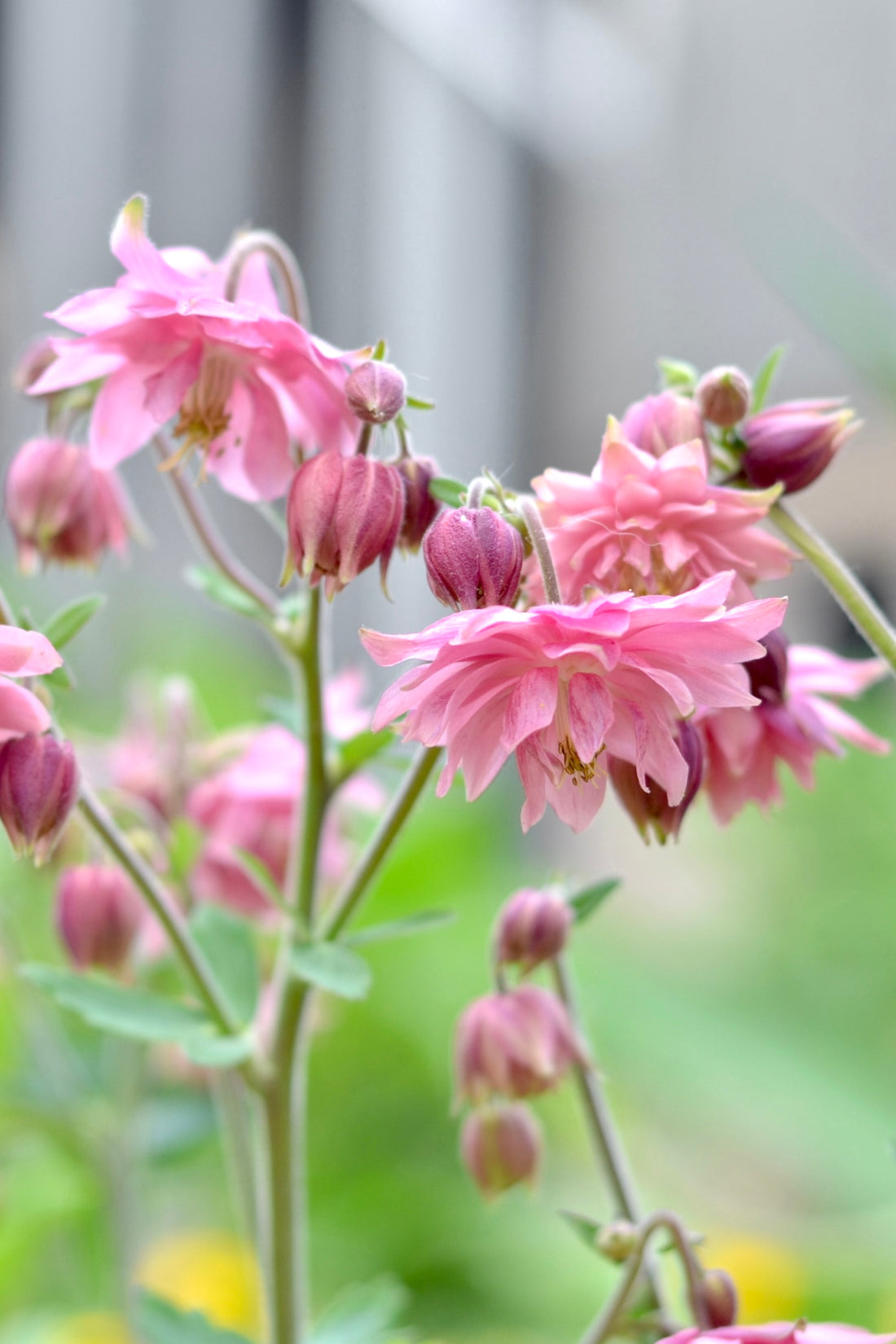 Aquilegia vulgaris &