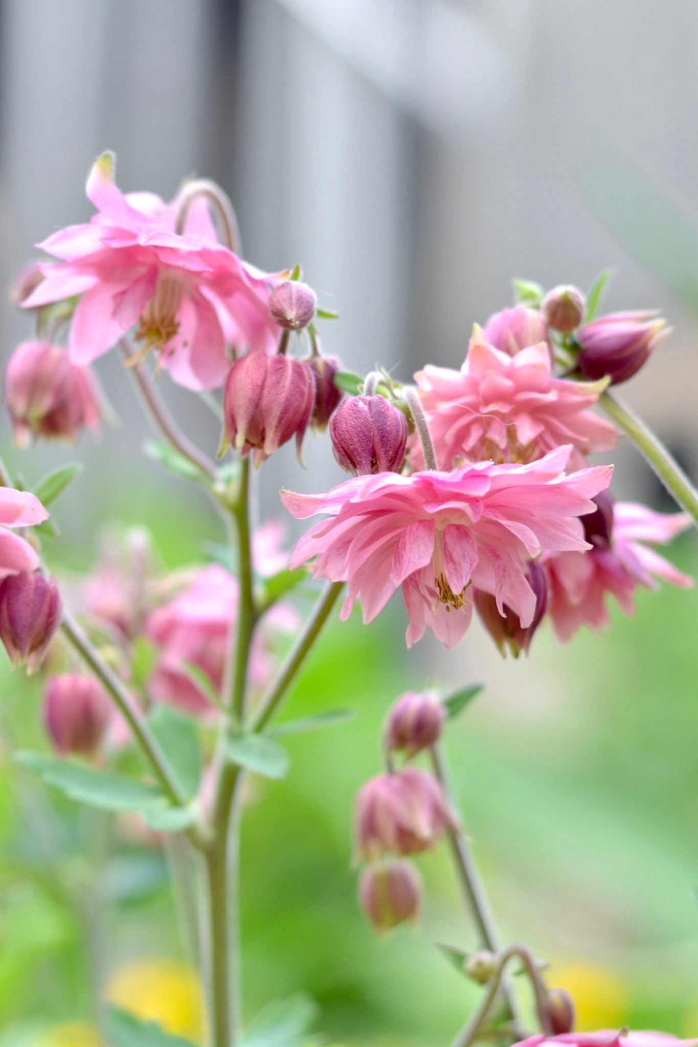 Aquilegia vulgaris &