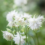 Aquilegia vulgaris 'White Barlow'-Angelo