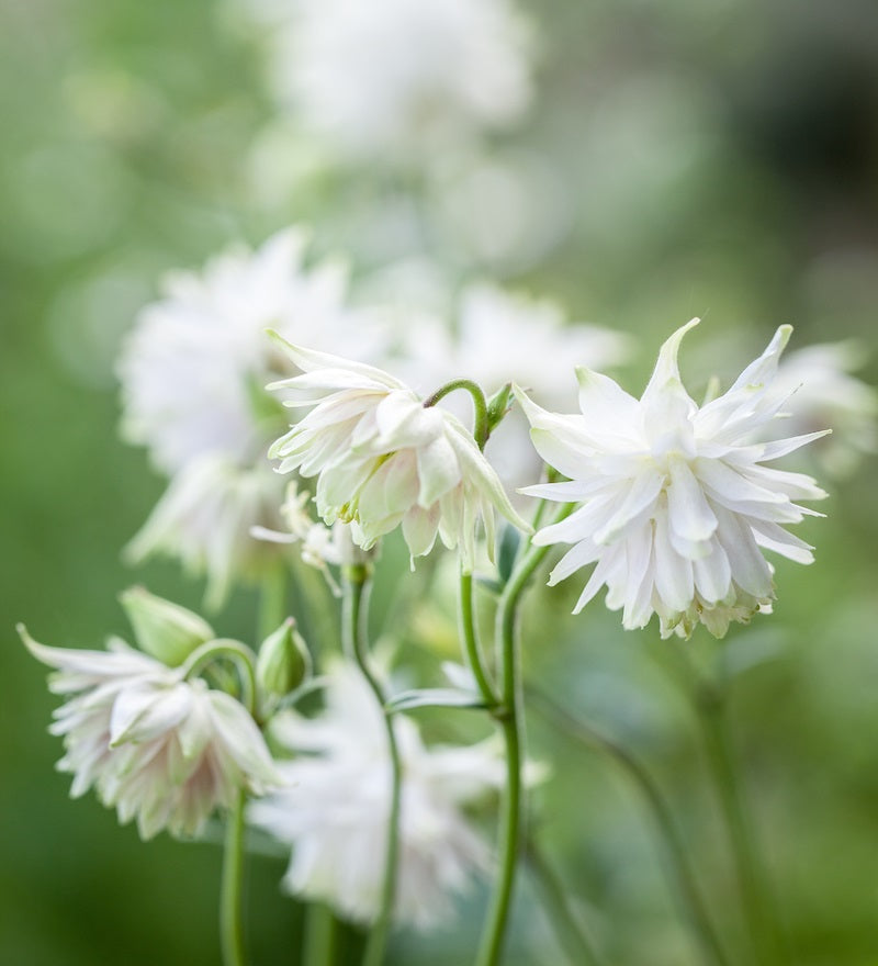 Aquilegia vulgaris 'White Barlow'-Angelo