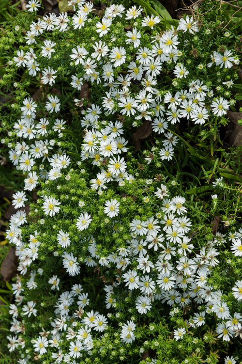 Aster ericoides