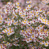 Aster 'Pink Star'
