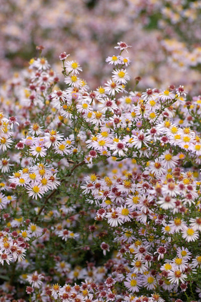 Aster 'Pink Star'