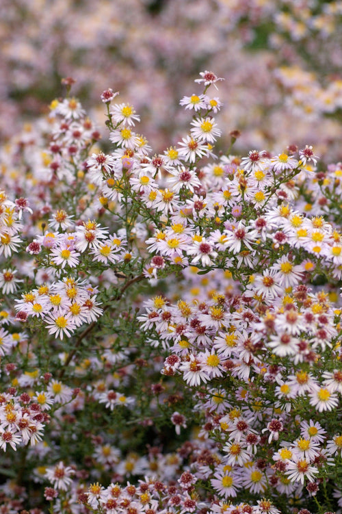 Aster 'Pink Star'
