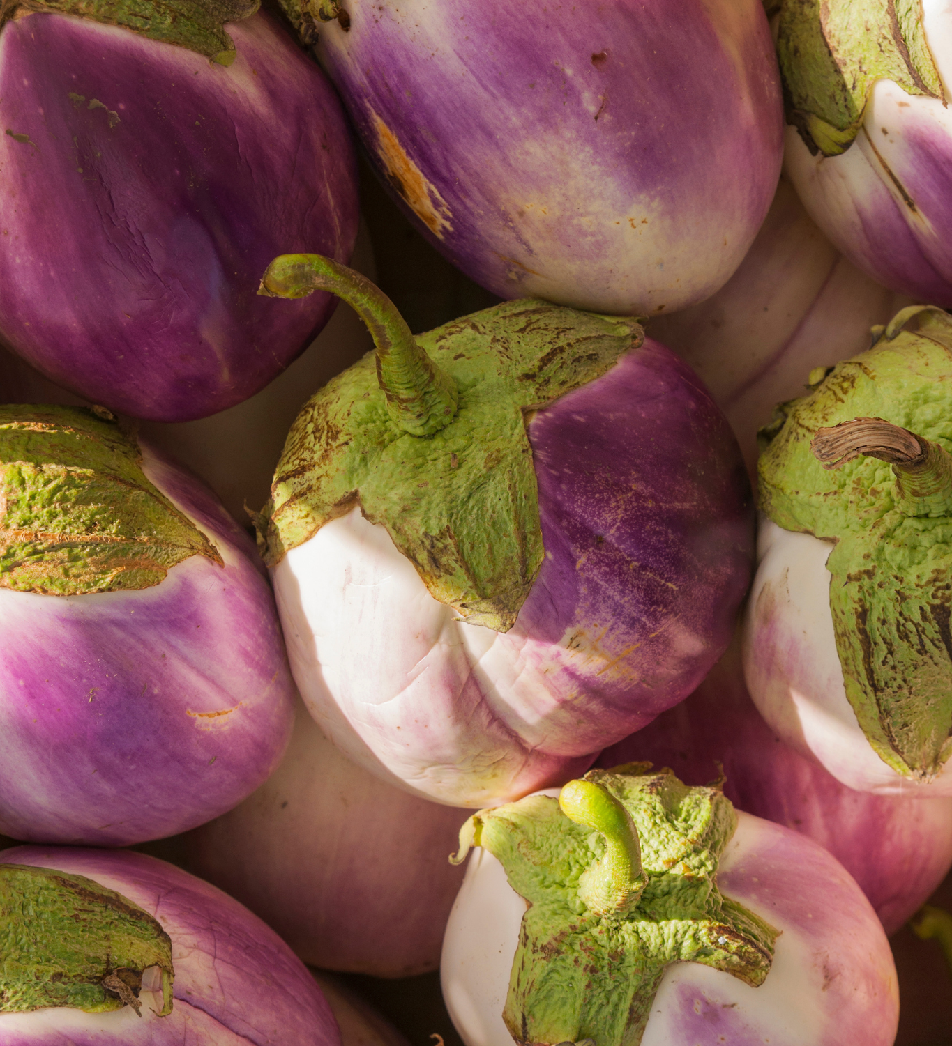 Aubergine 'Lea'-Angelo
