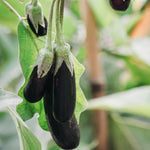 Aubergine 'Little Fingers'-Angelo