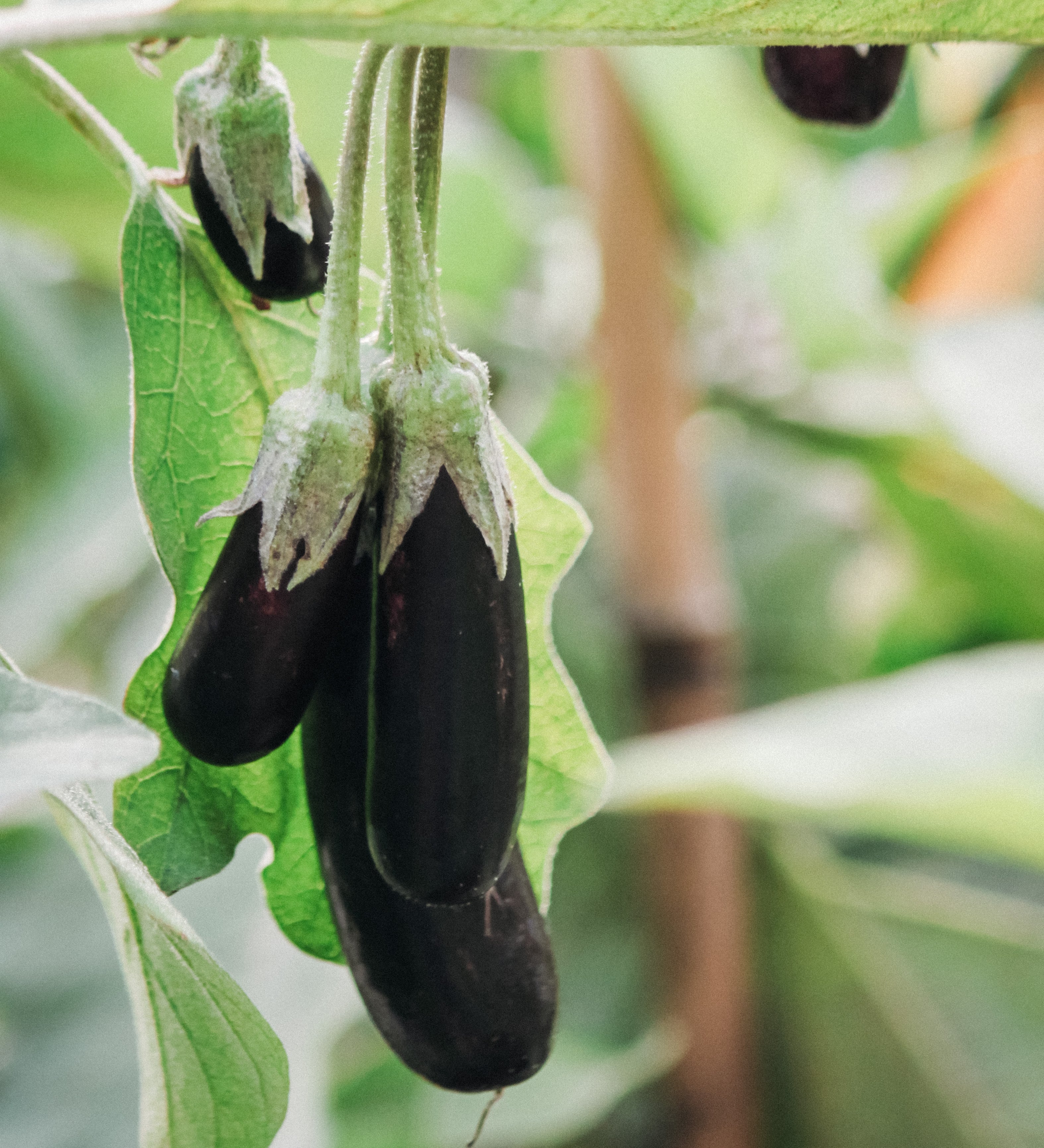 Aubergine 'Little Fingers'-Angelo