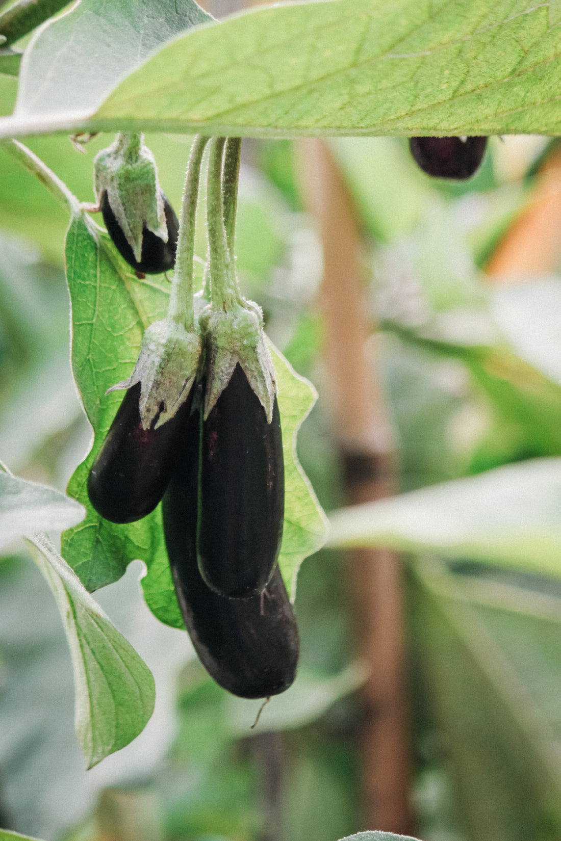 Aubergine &