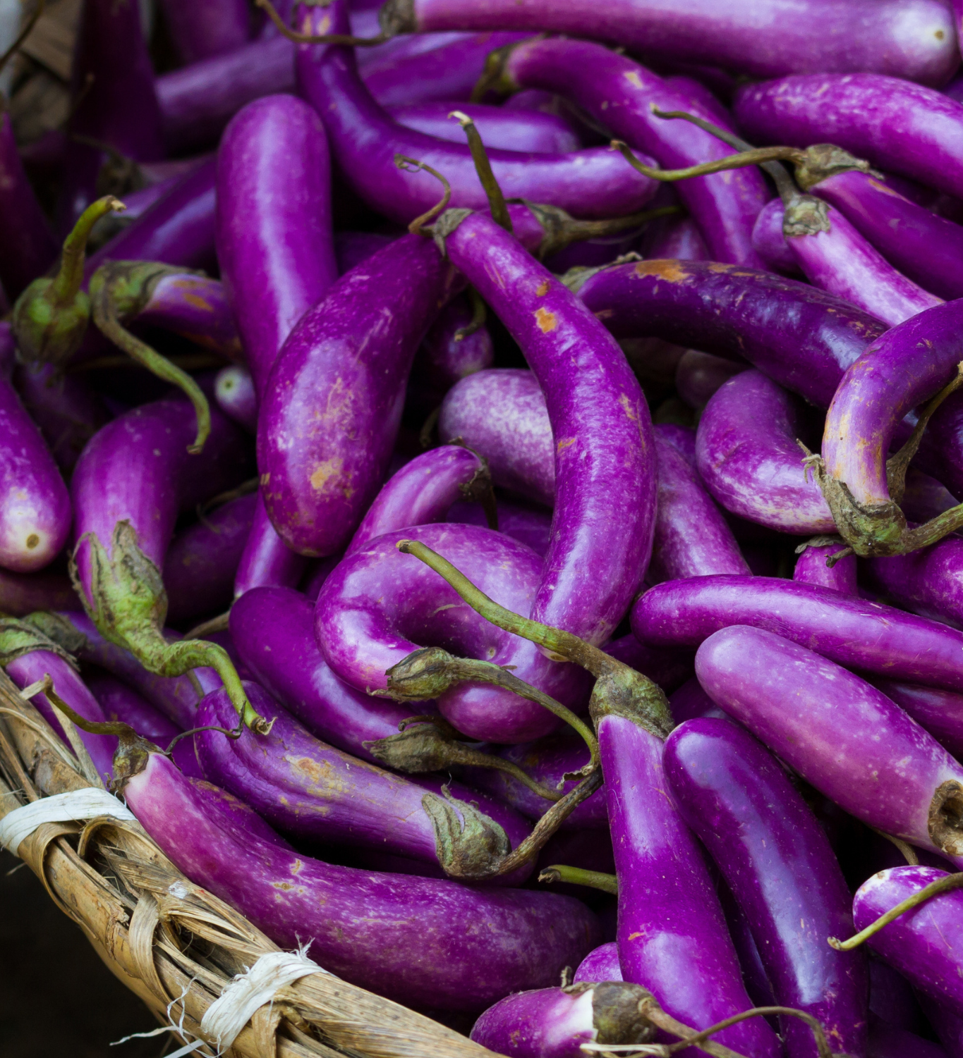 Aubergine 'Pink Lady'-Angelo