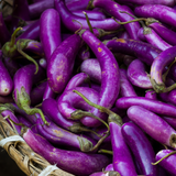 Aubergine 'Pink Lady'-Angelo