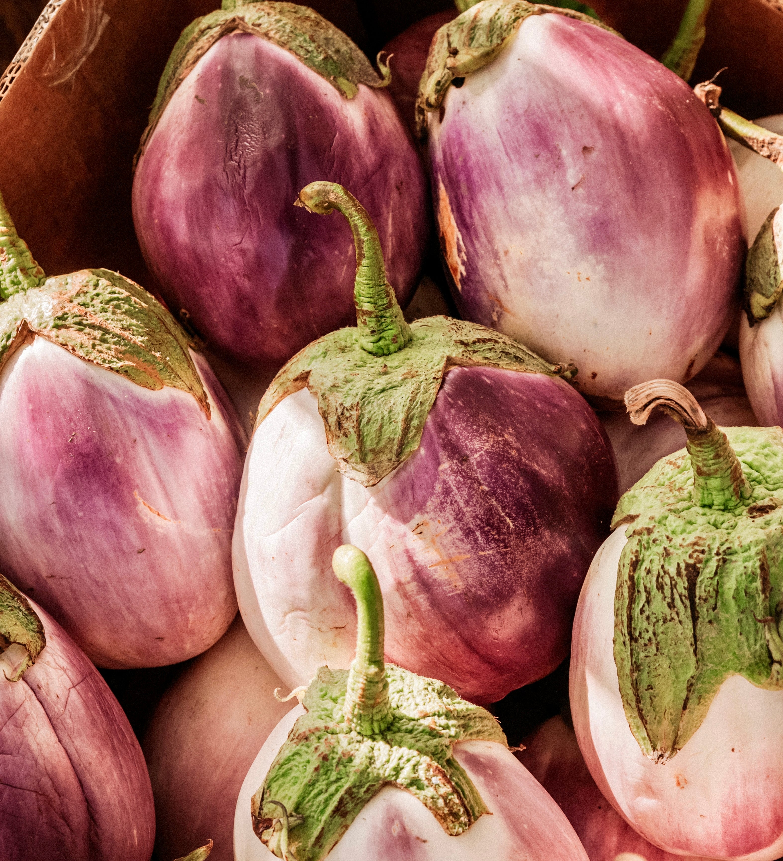 Aubergine 'Rosa Bianca'-Angelo