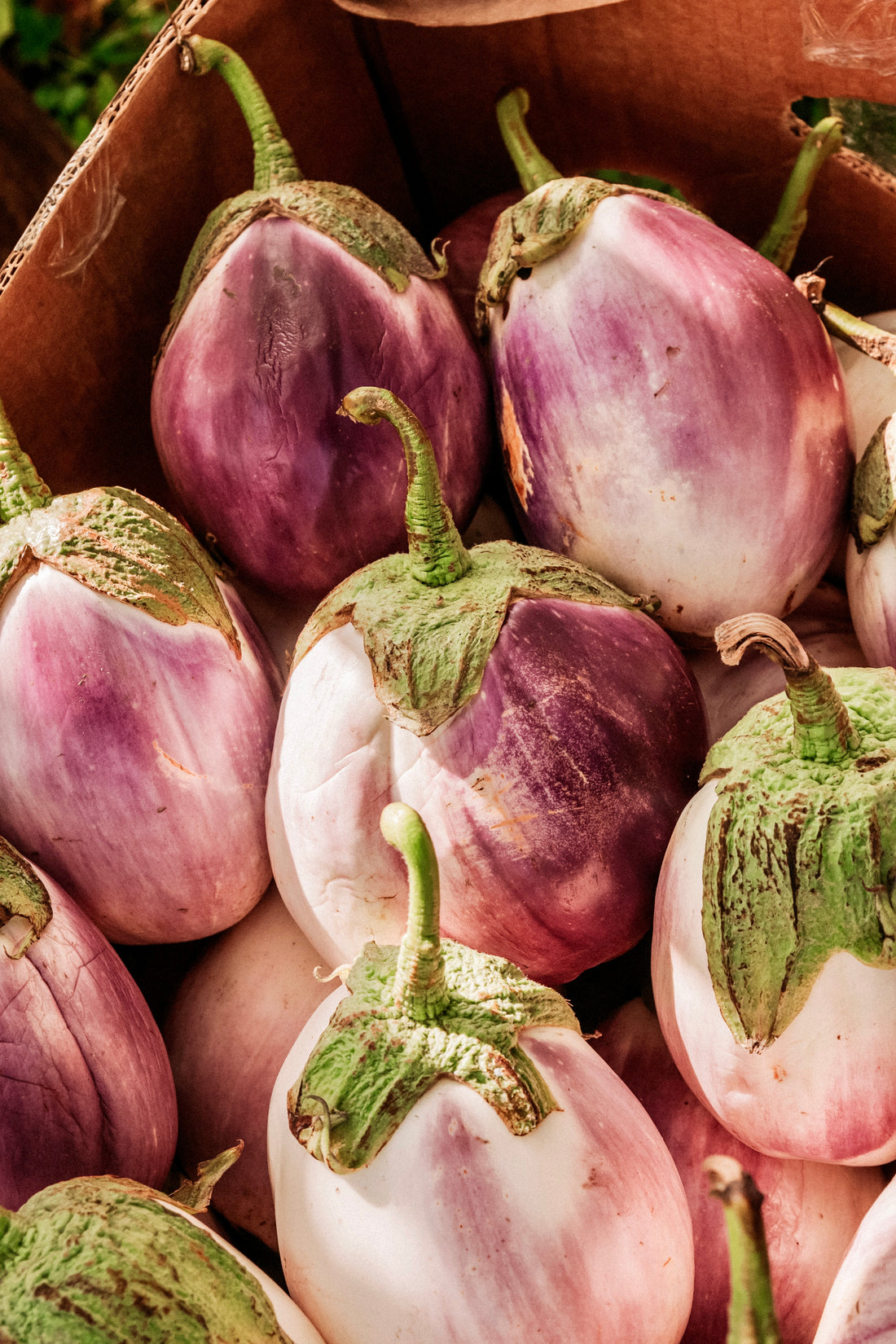 Aubergine &