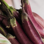 Aubergine 'Slim Jim'-Angelo