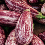 Aubergine 'Zébrina'-Angelo