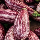 Aubergine 'Zébrina'-Angelo