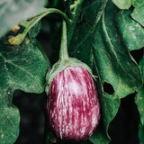 Aubergine 'Zébrina'-Angelo