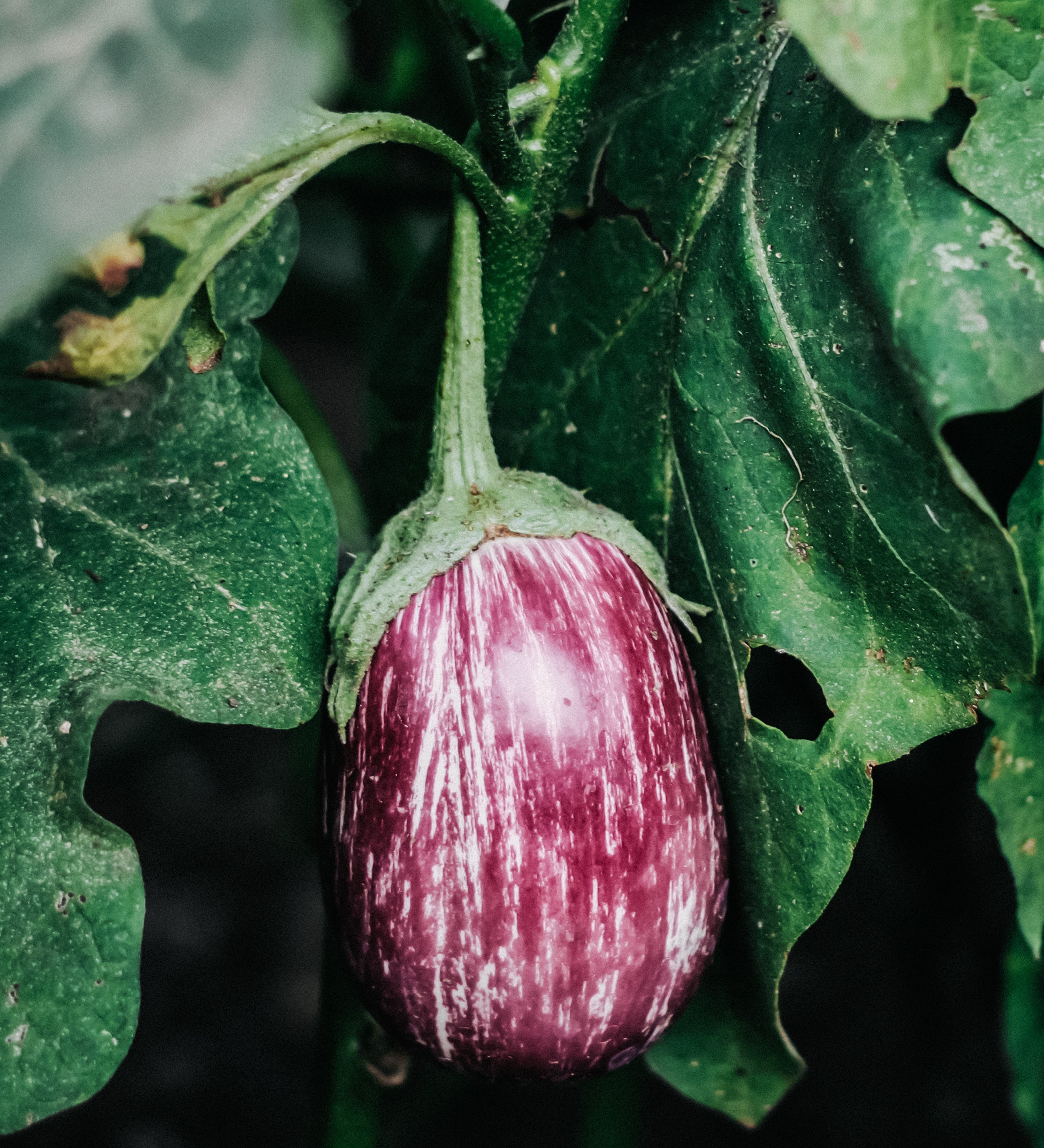 Aubergine 'Zébrina'-Angelo