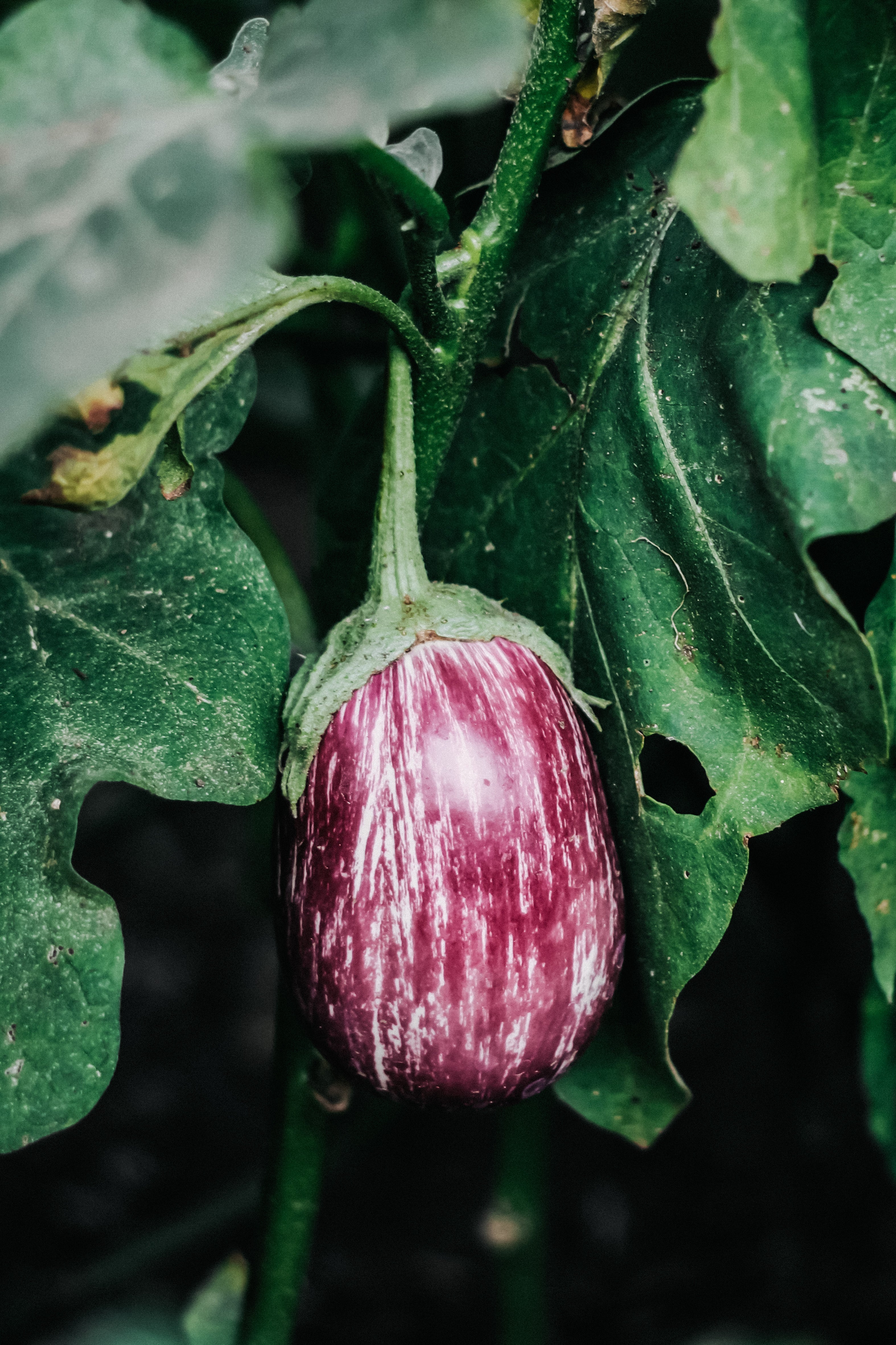 Aubergine &