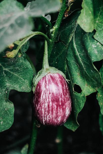 Aubergine &