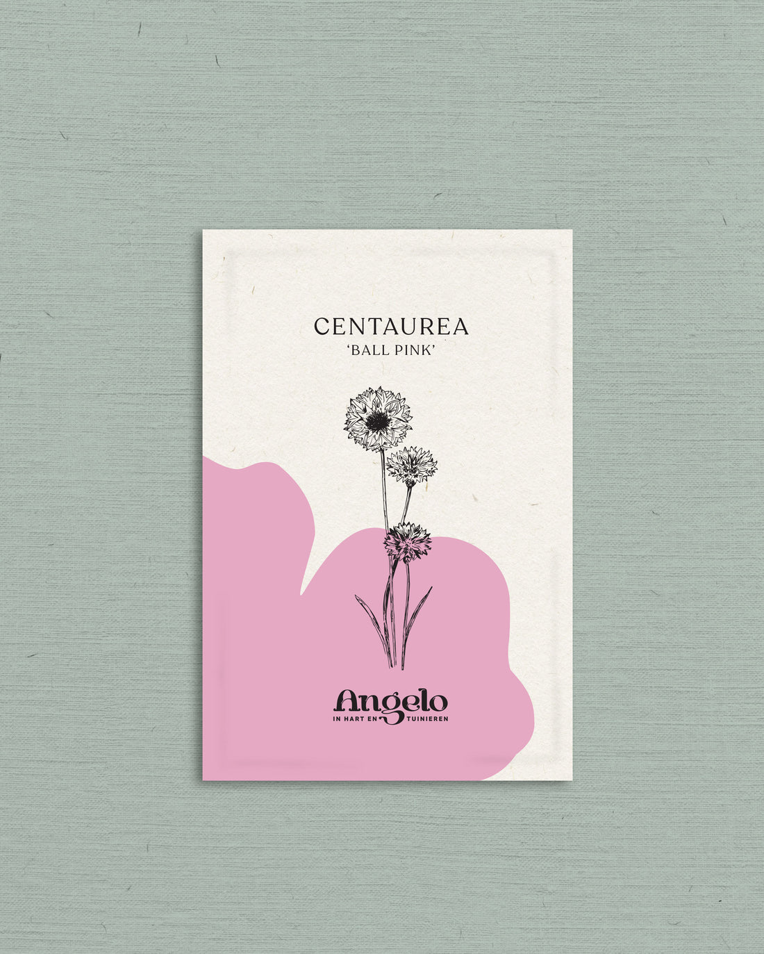 Centaurea cyanus &