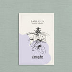 Basilicum 'Rouge Osmin'-Angelo