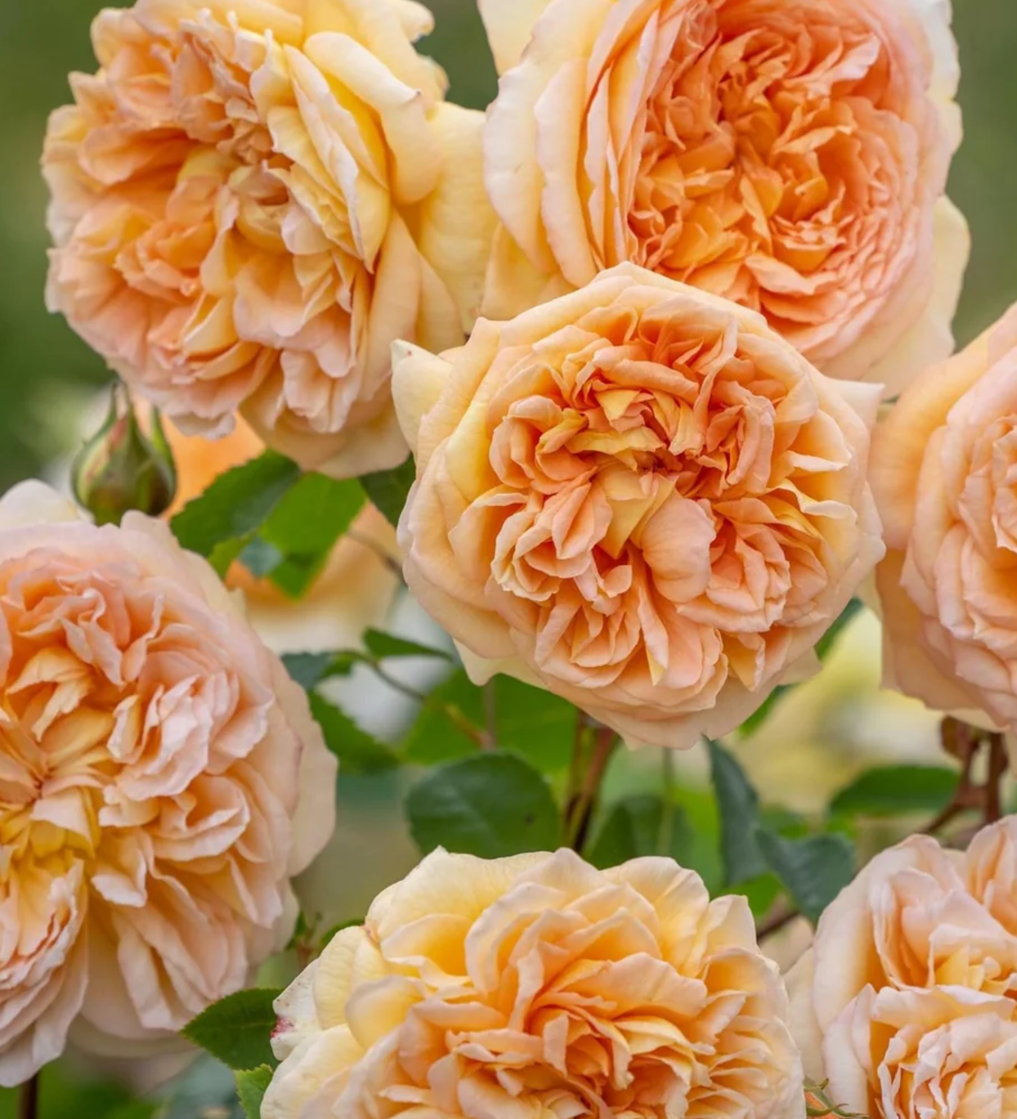 Ontdek onze rozen