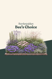 Borderpakket: Bee's Choice-Angelo