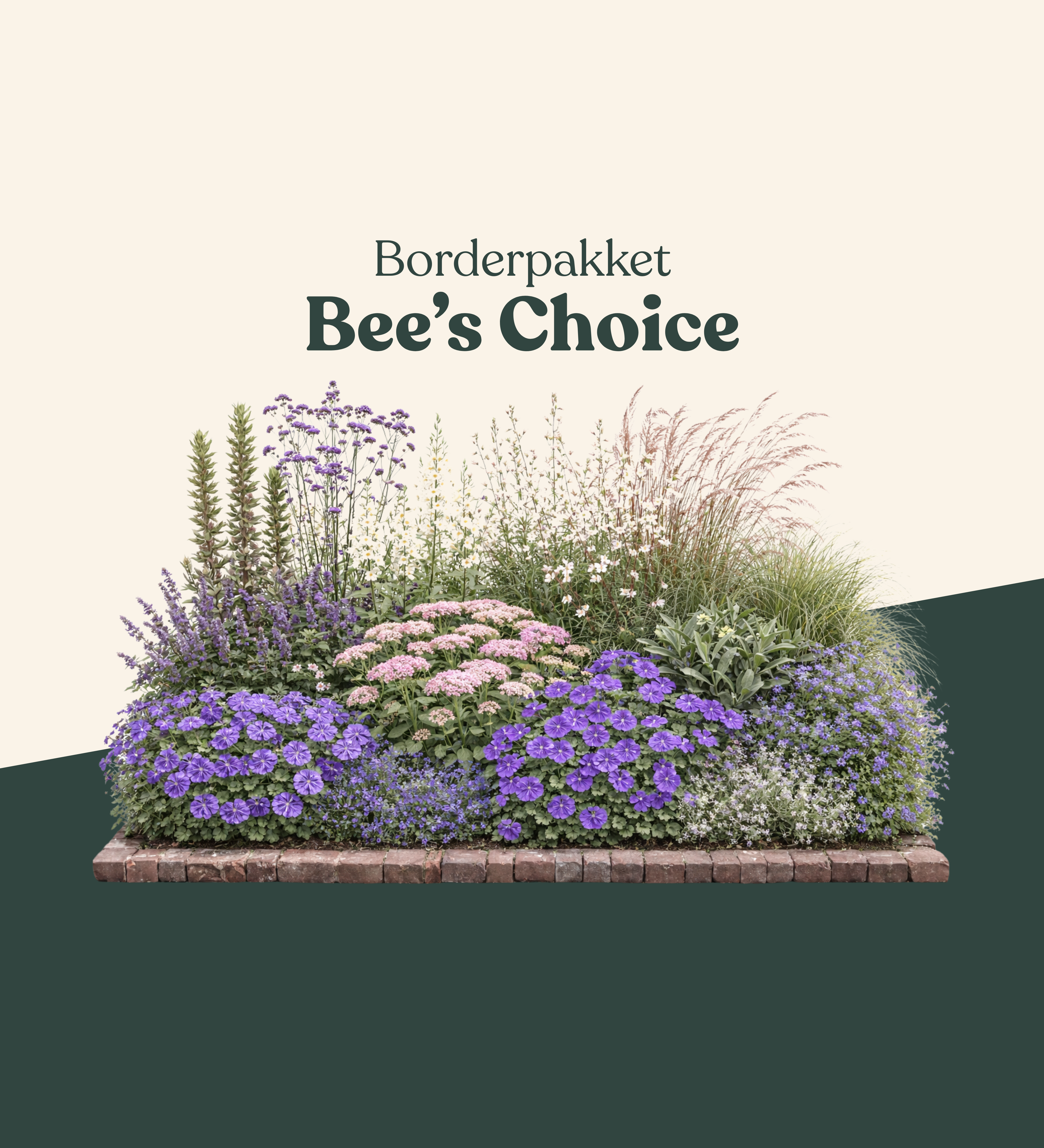 Borderpakket: Bee's Choice-Angelo