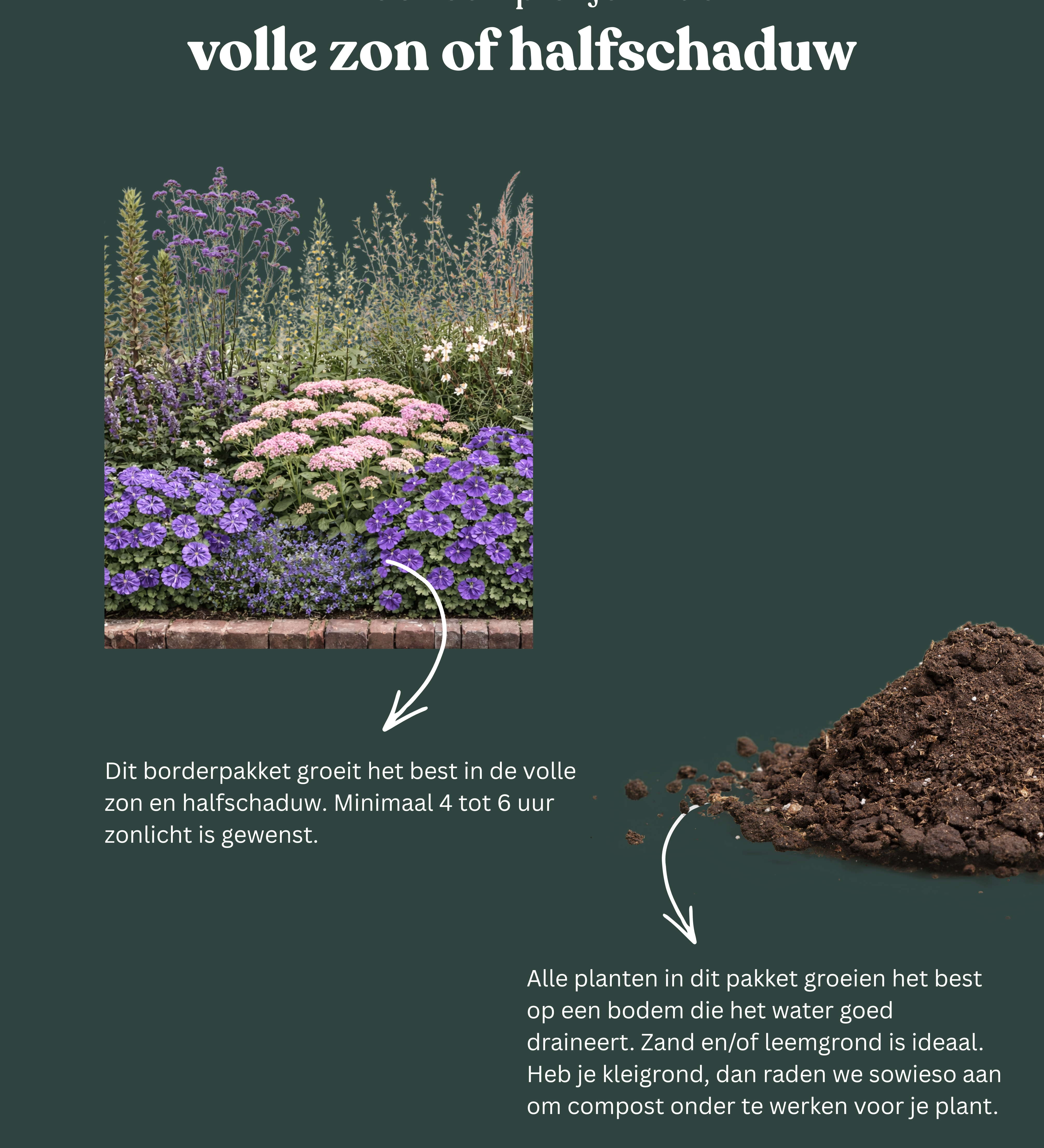 Borderpakket: Bee's Choice-Angelo