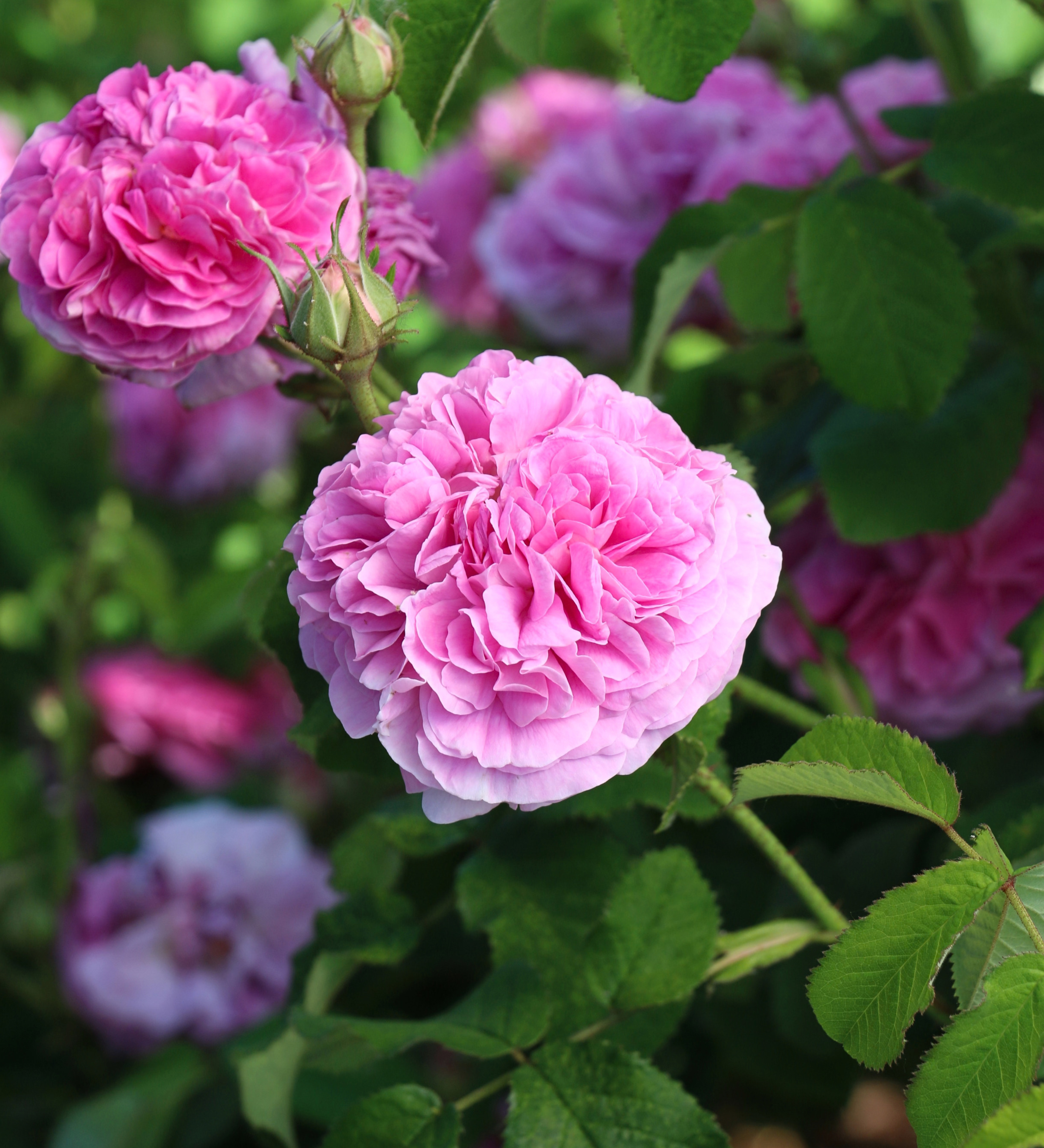 Ontdek onze rozen