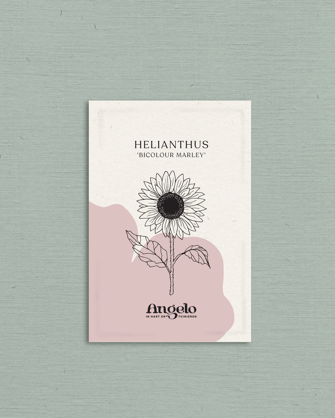 Helianthus annuus &