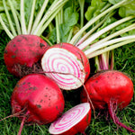 Biet 'Tondo di Chioggia'-Angelo