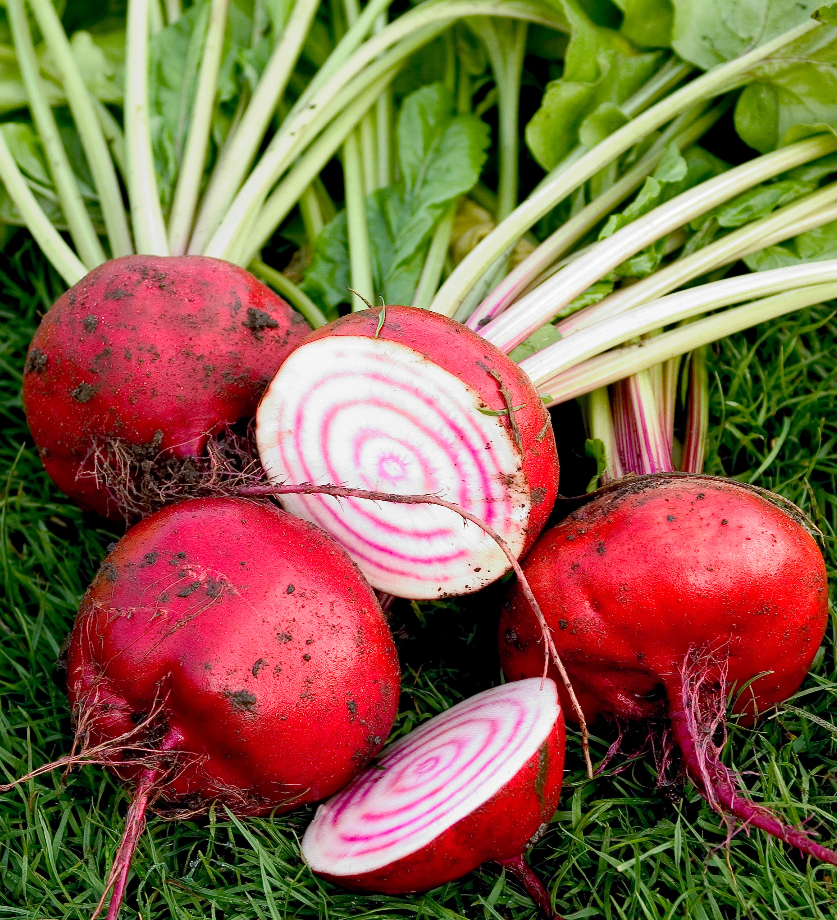 Biet 'Tondo di Chioggia'-Angelo