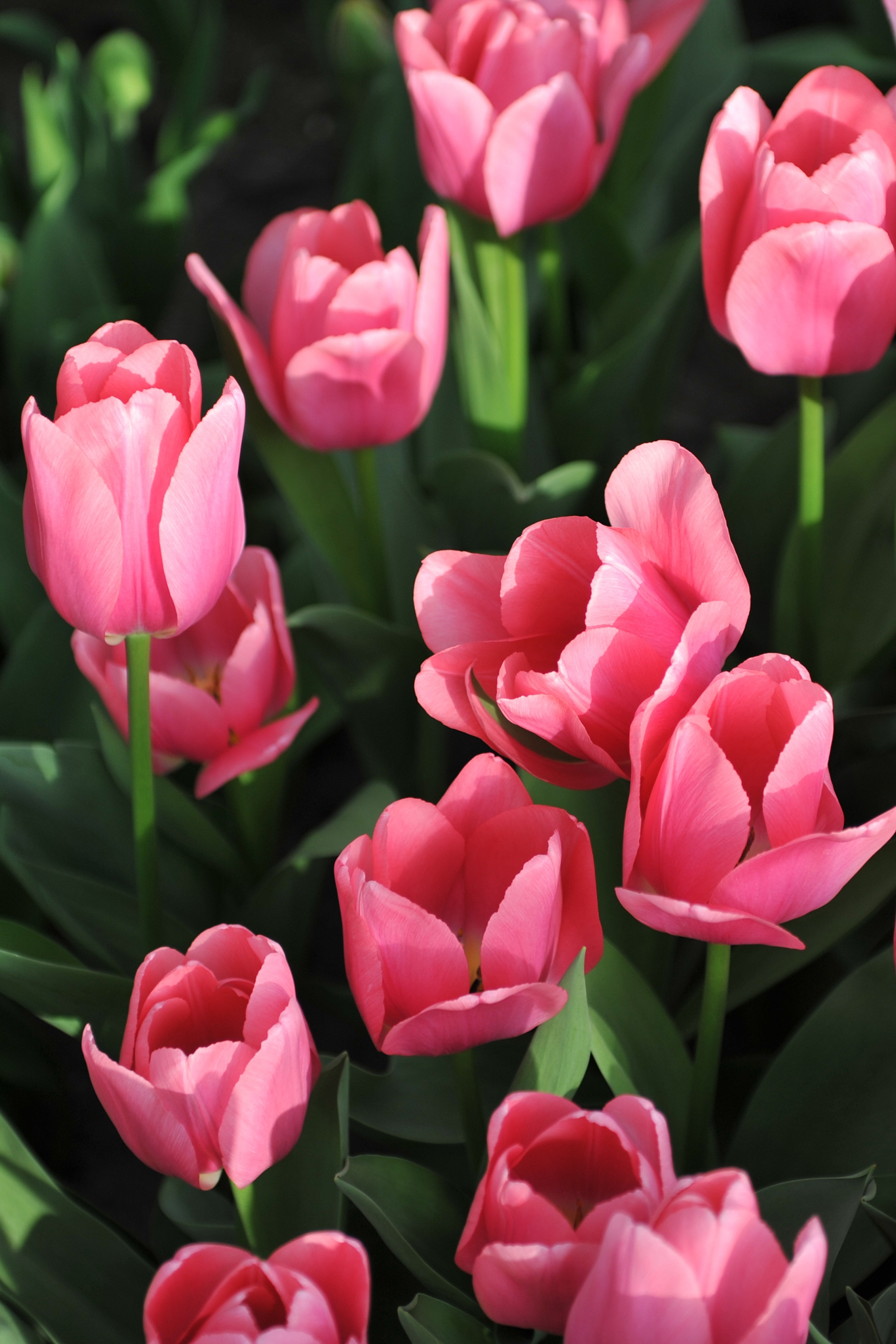 Tulpe &