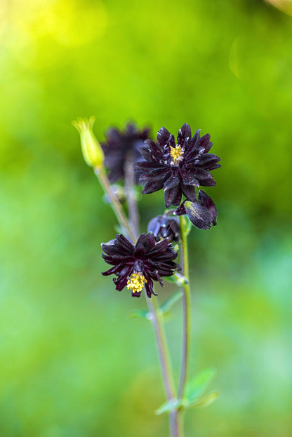 Aquilegia vulgaris &