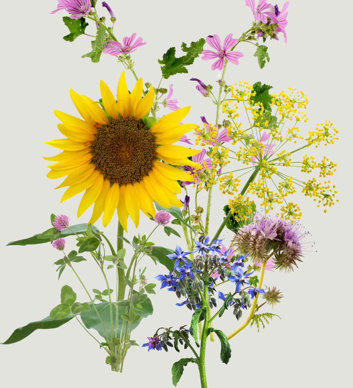 Bloemenmengeling 'blije bijen'-Angelo