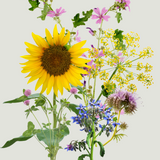 Bloemenmengeling 'blije bijen'-Angelo